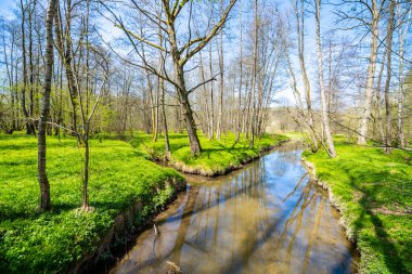 A serene stream meanders through a lush forest, with vibrant green grass along its banks and sunlight filtering through the canopy of trees in the freshness of spring. clipart