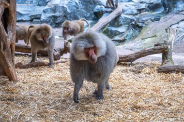 A troop of baboons is engaging in various activities on a rocky enclosure with one prominently in the foreground. Zoo of Skansen, Stockholm, Sweden clipart