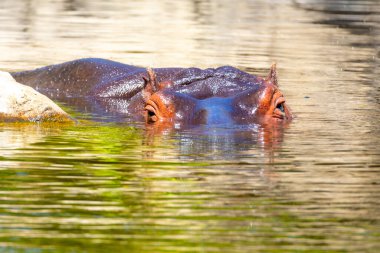 A hippopotamus emerges partially from reflective waters, bathed in sunlight, showcasing its textured skin and alert eyes. clipart