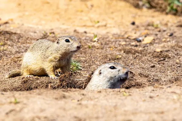 stock image Two European ground squirrels, one peeking from its burrow and another standing guard, are captured in a moment of vigilance on a sunny day.