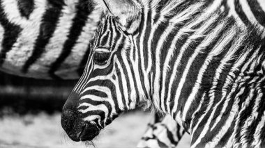 A zebra stands calmly, its distinctive stripes highlighted in the sunlight. Surrounded by nature, it observes its surroundings, showcasing its unique pattern in a serene moment. clipart