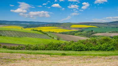 Rolling hills of Moravian Tuscany showcase fields of vibrant yellow and green crops under a bright blue sky, reflecting the beauty of the Czech countryside during a sunny day. clipart