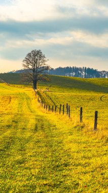 A tranquil meadow stretches out, featuring a solitary tree beside a rustic fence. Soft sunlight bathes the landscape, highlighting the golden grass and distant hills. clipart