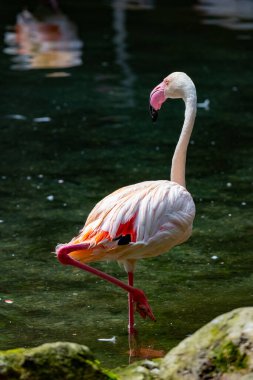 A flamingo stands elegantly in calm waters, its vibrant feathers contrasting against the serene backdrop. The soft glow of sunset reflects on the waters surface, creating a peaceful atmosphere. clipart