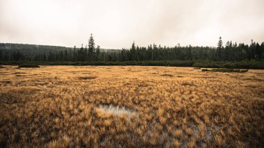 The Jizerka peat bog transforms into a tapestry of autumn hues, surrounded by a dense forest in the Jizera Mountains. Soft lighting enhances the tranquil, natural beauty of the landscape. clipart