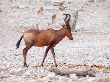 A solitary red hartebeest stands in the vast expanse of Etosha National Park, Namibia, bathed in the warm glow of sunset. clipart