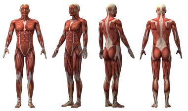 Erkek Anatomik Manken Şeffaf Arkaplan 'da izole edildi. Yüksek kalite fotoğraf