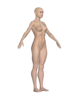  Kadın Vücut Tarafı Görünümü. Beyaz Arkaplan 'da anatomik model izole edildi. Yüksek kalite fotoğraf