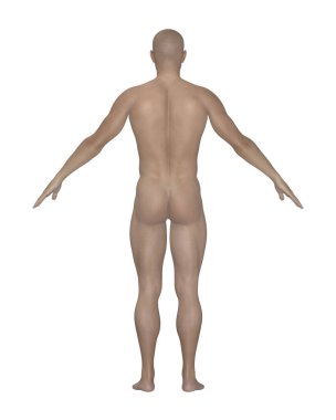 Erkek İnsan Vücudu Görünümü. Beyaz Arkaplan 'da anatomik model izole edildi. Yüksek kalite fotoğraf