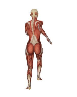 Kadın kas sistemi anatomisi. Ayrıntılı İnsan Vücut Modeli Beyaz Arkaplan 'da izole edildi. Yüksek kalite fotoğraf