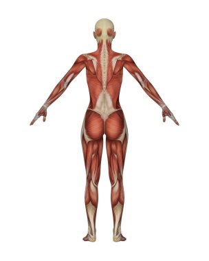 Kadın kas sistemi anatomisi. Ayrıntılı İnsan Vücut Modeli Beyaz Arkaplan 'da izole edildi. Yüksek kalite fotoğraf
