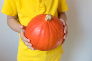 Balkabağı oğlanın ellerinde, yakın plan. Cadılar Bayramı ve Şükran Günü konsepti.