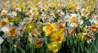 Bahar Çiçekleri Bayrağı. Narcissus tarlasında sarı ve beyaz nergisler. Sarı yapraklar ve çiçek açan yeşil yapraklar. Tebrik kartı, anneler günü kartı, kadınlar günü, doğum günü, Paskalya. 