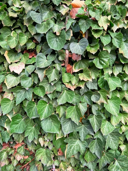 Zielony Bluszcz Wisi Ścianie Teksturowane Tło Liści Zielona Roślinna Ściana — Zdjęcie stockowe