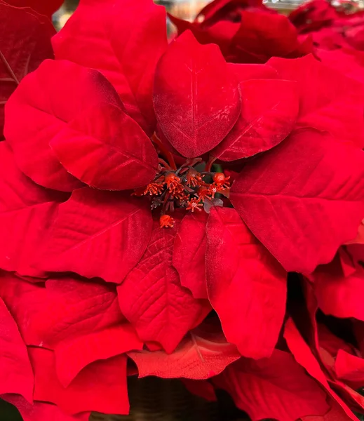 Nahaufnahme Von Roten Weihnachtssternen Euphorbia Pulcherrima Rote Weihnachtssterne Traditionelle Bunte — Stockfoto