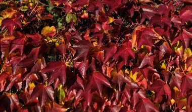 Sonbaharda duvarda parlak kırmızı üzüm yapraklarıyla süs bitkisine tırmanmak. Sonbaharın parlak renkleri. Sonbaharda partenosissus triküpidata ya da Boston sarmaşığı renk değiştiriyor. Doğa deseni 