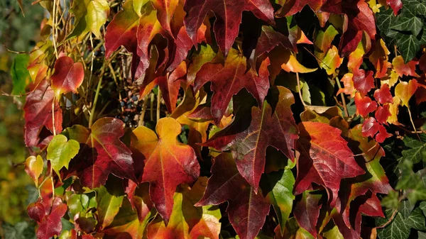 stock image Climbing ornamental plant with bright red leaves of maiden grapes on wall in fall. Bright colors of autumn. Parthenocissus tricuspidata or Boston ivy changing color in Autumn. Nature pattern 