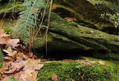 Yeşil yosun, eğreltiotu yapraklı doğal taş kürsüsü, sarı yapraklı sonbahar ormanı ürünlerin ve kozmetik ürünlerin sunumu için arka planda. Sunum ve sergi için doğal duruş.  