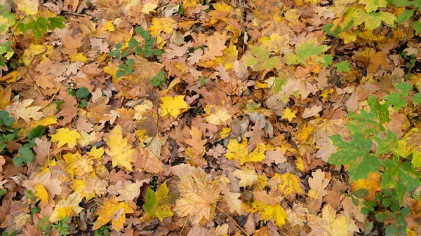 Gelbe Und Orangefarbene Eichen Und Ahornblätter Fallen Die Jahreszeiten Wechseln — Stockfoto