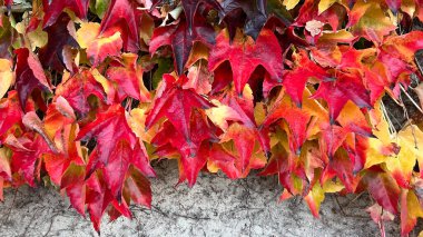 Sonbaharda beton duvarda parlak kırmızı üzüm yapraklarıyla süs bitkisine tırmanmak. Sonbaharın parlak renkleri. Sonbaharda partenosissus triküpidata ya da Boston sarmaşığı renk değiştiriyor. Doğa deseni 
