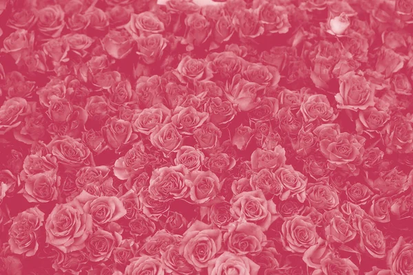 Tło Piękne Kwitnące Róże Magenta Szczelnie Różowe Kwiaty Abstrakcyjne Miękkie — Zdjęcie stockowe