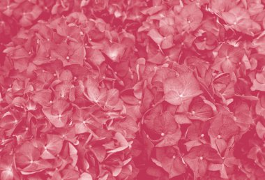 Güzel çiçek açan Magenta ortancaları. Pembe çiçeklerin yakın çekimi, bir tebrik kartı için soyut yumuşak çiçek arkaplanı. Yıl 2023 - Viva Magenta.