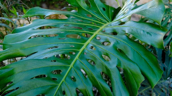 Green Leaves Plant Monstera Grows Wild Climbing Tree Jungle Rainforest — Stock Photo, Image