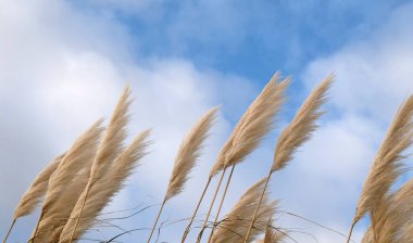 Altın sazlıklar mavi gökyüzüne karşı rüzgarda sallanıyor. Soyut doğal arkaplan. Tarafsız renklerde desen. Asgari, şık, moda konsepti. Altın sazlar, kuru sazlıklar, kamış tabakası, kamış tohumları..