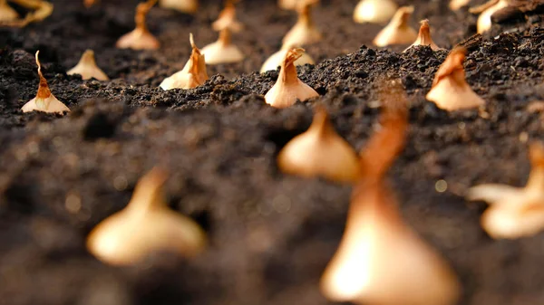 Close Onion Sets Planting Fresh Dark Soil Early Spring Preparations — Stock Photo, Image