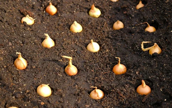 Close Onion Set Untuk Penanaman Tanah Gelap Segar Persiapan Awal — Stok Foto