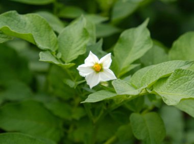 Çiçekli patates. Bitkide çiçek açan beyaz patates. Yakın plan organik sebze çiçekleri bahçede ya da tarlada çiçek açar. Patates çiftçiliği ve tarım kavramı.