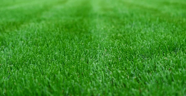 クローズアップされた緑の草 芝生の庭の自然な緑の質 芝生の裁判所を刈った後のストライプ トレーニングサッカーのピッチ ゴルフコース 緑の芝生パターンのための芝生の自然な緑の背景をコンセプト — ストック写真