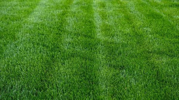 Close Green Grass Natural Greenery Texture Lawn Garden Stripes Mowing — Stock Photo, Image