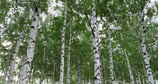 Background of white birch tree trunks. Panoramic frame. Young birch with black and white birch bark in summer in birch grove against background of other birches.