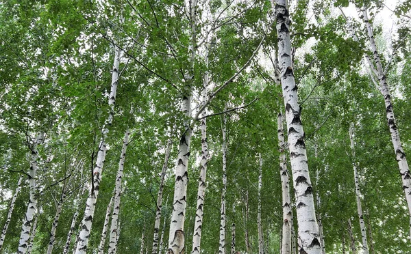 Background of white birch tree trunks. Panoramic frame. Young birch with black and white birch bark in summer in birch grove against background of other birches.
