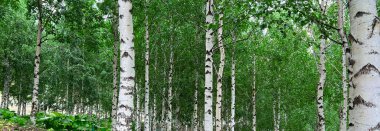 Beyaz huş ağaçlarının gövdeleri. Panoramik çerçeve. Yaz mevsiminde huş ağacının siyah ve beyaz kabuğuyla huş ağacının genç huş ağacı diğer huş ağaçlarının arka planında.