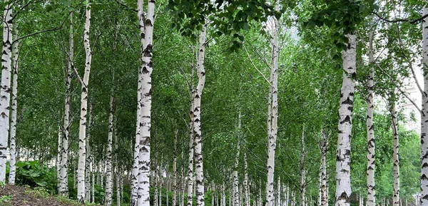 Background White Birch Tree Trunks Panoramic Frame Young Birch Black — Stock Photo, Image