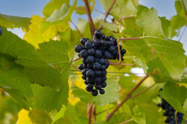 Üzüm bağının yeşil ve sarı sonbahar yapraklarında olgunlaşmış mavi üzümler. Üzüm bağında sonbahar üzümü hasadı. Şarap yapma konsepti.