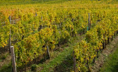 Yeşil ve sarı sonbahar yapraklı üzüm bağları. Üzüm bağında sonbahar üzümü hasadı. Şarap yapma konsepti. Sonbaharda sarmaşıklar. Seçici odak.