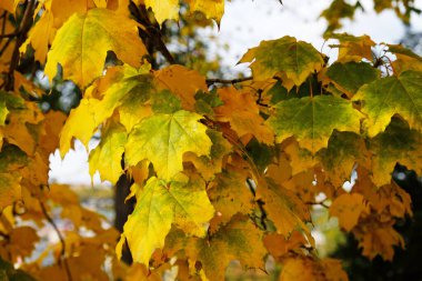 Sarı ve yeşil akçaağaç yaprakları. Sonbahar renkleri parlak sarı akçaağaç yaprakları. Sonbaharın parlak renkleri. Mevsimler değişiyor, sonbaharda renk değiştiriyor. Doğa deseni