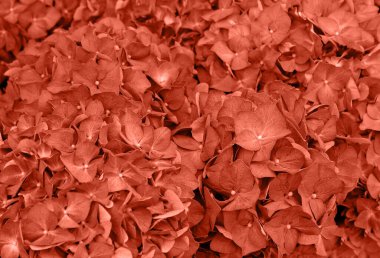 Güzel açan mercan, turuncu ortanca. Mercan, portakal çiçekleri, tebrik kartı için soyut yumuşak çiçek arkaplanı..