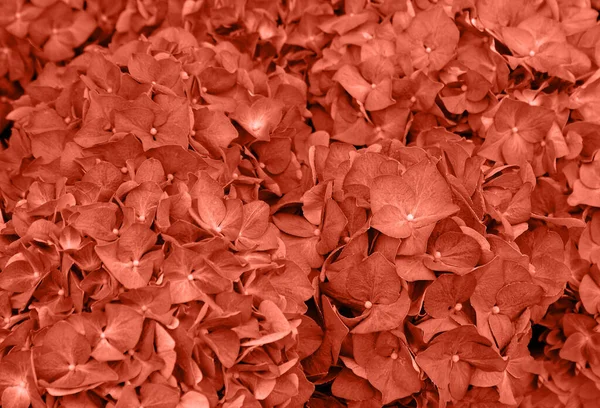 Güzel açan mercan, turuncu ortanca. Mercan, portakal çiçekleri, tebrik kartı için soyut yumuşak çiçek arkaplanı..