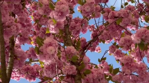 Branch Blooming Pink Flowers Sakura Tree Almond Tree Early Spring — Stock Video