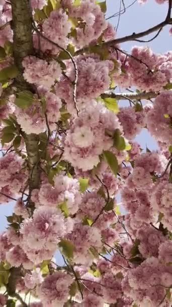 早春盛开的樱桃树或杏树的枝条 樱花节花美节是日本的民族传统 — 图库视频影像