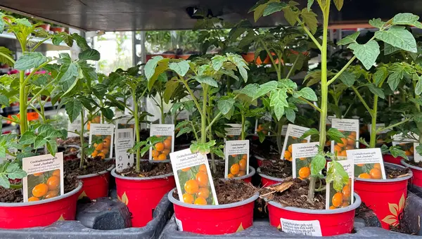 Tomato seedlings in pots at the garden center. Growing seedlings of different vegetables at plant nursery for sale.