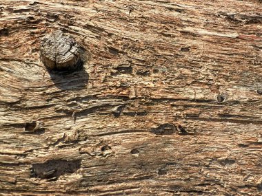 Ağaç kabuğu deseni, kahverengi doğal arkaplan. Ağaç gövdesinin ahşap desenli arka planı. Seçici odak
