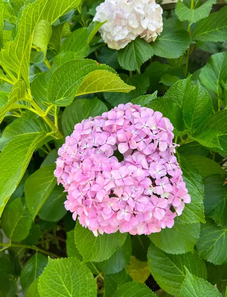 Kırsal Kır Bahçesi 'nde yeşillik ve cilt bakımı olan güzel ortancalar. Pembe yapraklı ortanca çiçeği, yaklaş. Seçici odaklanma. Tebrik kartı için arkaplan.