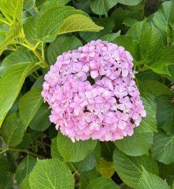Kırsal Kır Bahçesi 'nde yeşillik ve cilt bakımı olan güzel ortancalar. Pembe yapraklı ortanca çiçeği, yaklaş. Seçici odaklanma. Tebrik kartı için arkaplan.