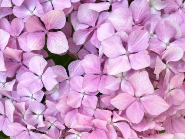 Pembe ve mor ortanca, kızılötesi ve yeşil yapraklı kır evi bahçesinde. Pembe ve mor yapraklı ortanca çiçekleri. Tebrik kartı için arkaplan.