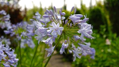 Agapanthus Praecox 'un Güzel Mor Uzun Saplı Mor Çiçekleri' nin yakın çekimi. Bitki bahçelerinde yetişen koyu mavi agapanthus. Agapanthus africanus, veya Afrika zambağı.